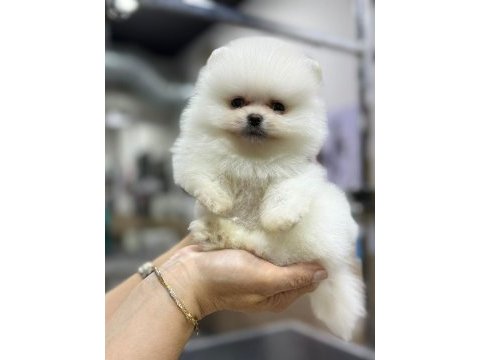 Pomeranian boo 2-3 aylık