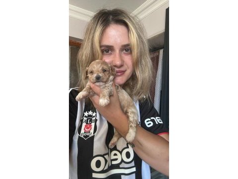 Maltipoo yavrularımız