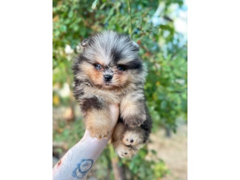 Pomeranian merle bebeğimiz