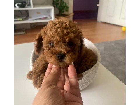 Toy poodle puppy sağlık ırk garantili