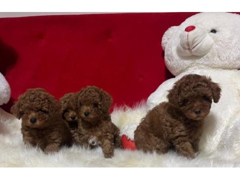 Kore orjinal toy poodle iki dişi iki erkek