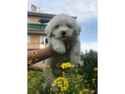 Maltipoo bebişler