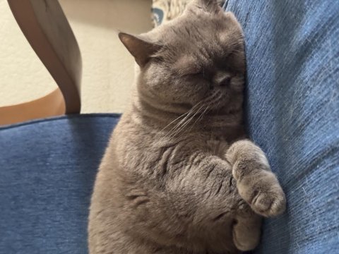 Cici british shorthair kızımızı yeni evine uğurlayacağız
