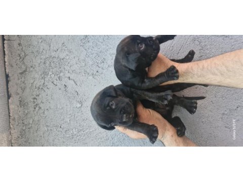 Cane corso köpeğimiz