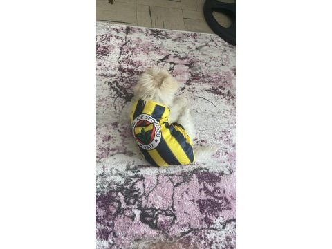 Maltese pomerian mix yavru