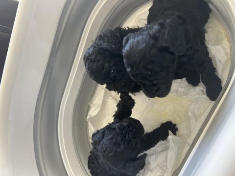 Siyah anne çikolata baba kore red poodle yavrular