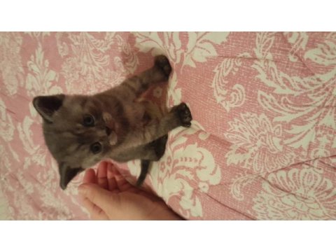 British shorthair yavrularımız