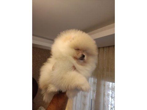 3 aylık dişi pomeranian boo teddy bear üst kalite
