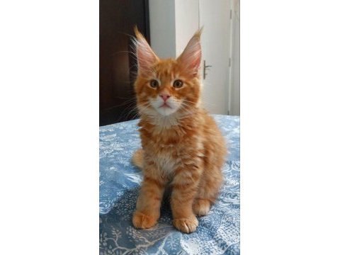Full şecereli maine coon ünvanlı ebeveynlerden