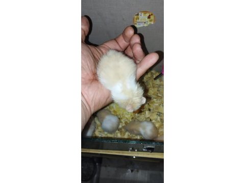 Uzun tüy özel tür teddy bear hamster başka yerde yok