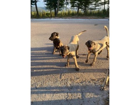 Orjinal kangal köpekleri
