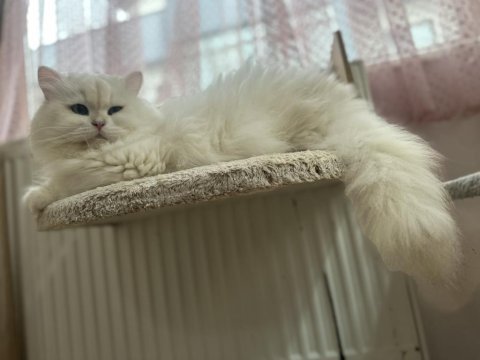 Breeding şecereli by33 tecrübeli british longhair