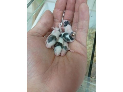 Panda mice