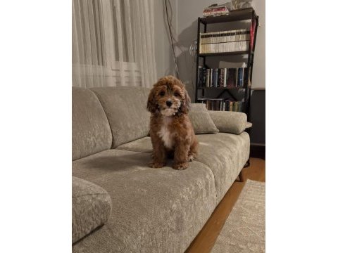 Irk & sağlık garantili sevimli maltipoo