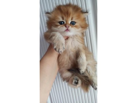 British longhair safkan ponçik