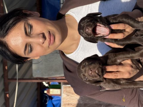 Labrador yavrularımız
