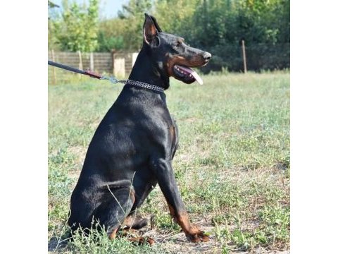 Doberman yavrularımız ırk garantilidir