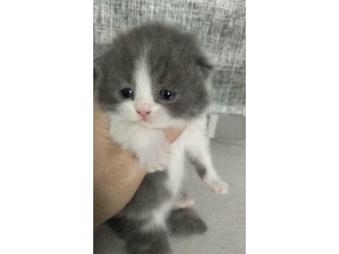Scottish fold yavrular