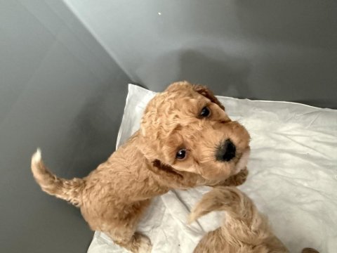 Poodle bebeklerimiz