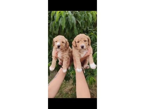 Toy poodle yavrularımız