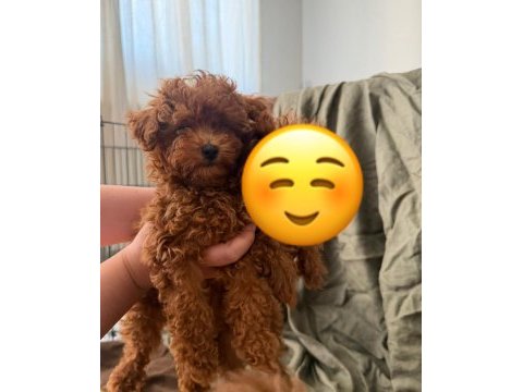Kore poodle teacup