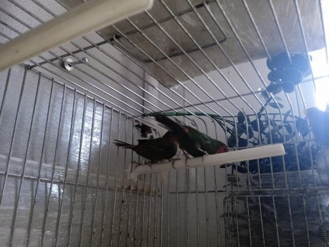 Lutino taşıyıcı parrotlar