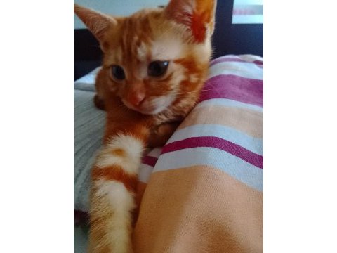 Acil sahiplendirme kediler