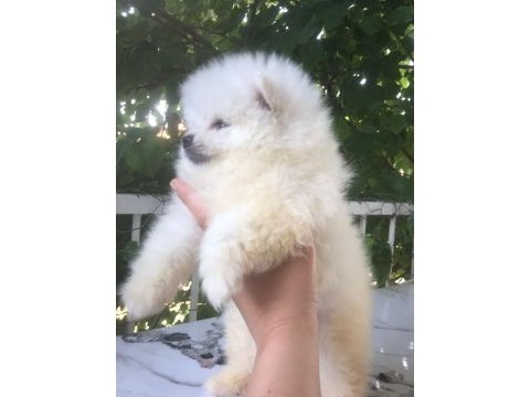 Pomeranian boo yavrularım teslime hazırlar