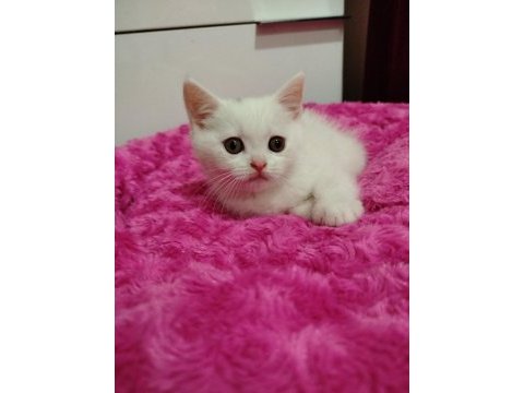 Uysal pablo british shorthair