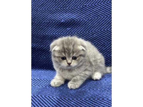 British shorthair ve scottish fold