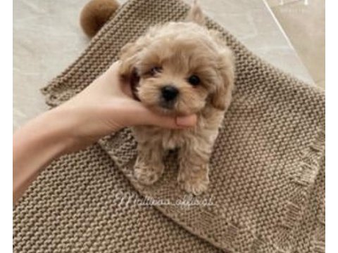 A kalite maltipoo yavrular
