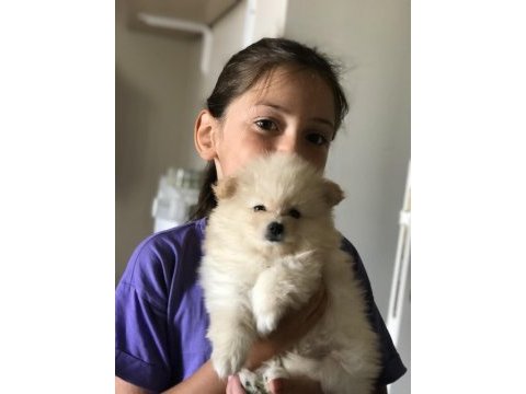 Yeni pomeranian yavrularımız, yeni yuvalarımız