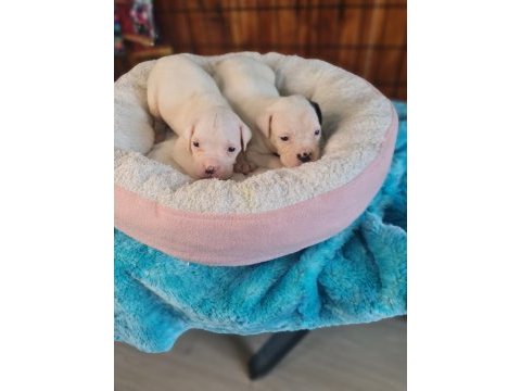 Güç sevenlere american bulldog yavrularımız