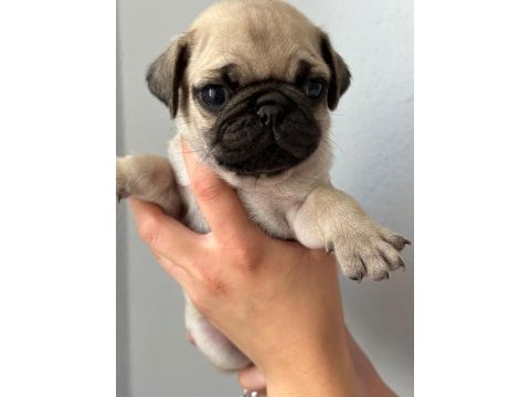Pug mops yavrularımız