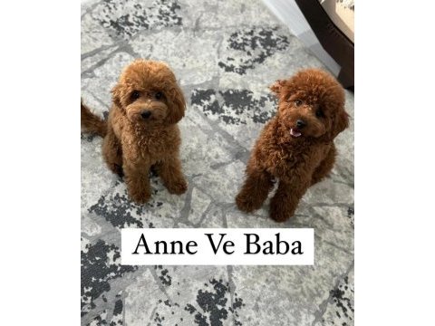 4 aylık poodle uyguna verilecektir