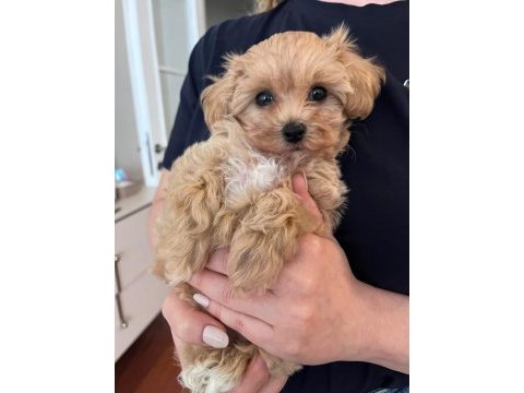 Maltipoo yavruları evde büyüyen bebeklerim