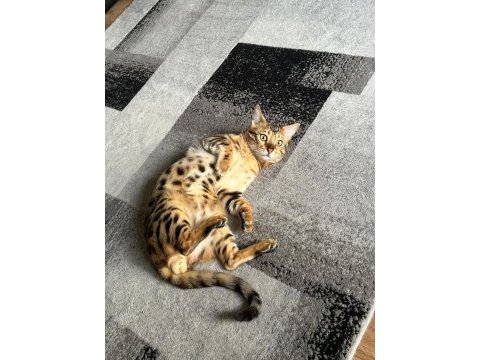 Erkek ve dişi bengal kedisi yavrularımızı sahiplendiriyoruz