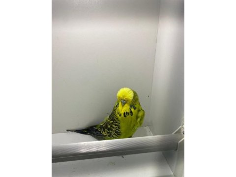 Show jumbo dişi muhabbet kuşu