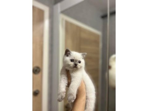 British shorthair blue point yavrularım 