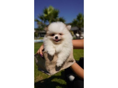 Pomerianan çiftliğinden pomerianan yavruları 