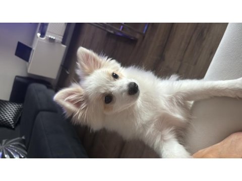 Pomeranian spitz beyaz oyuncu sevecen tanemim dişi 4 aylık