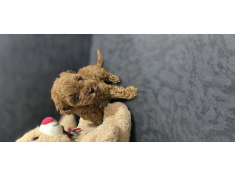 Toy poodle dişi erkek yavrumuz
