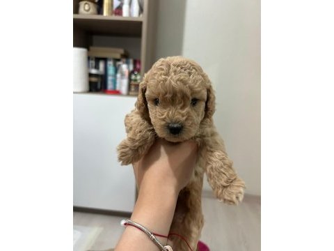 Toy poodle yavrularımız