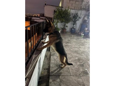 9 aylık herşeyi tam safkan alman kurdu