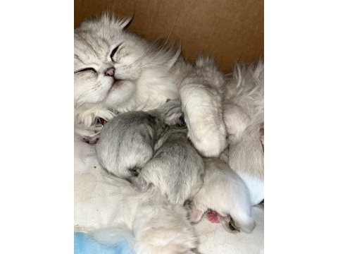 1.5 aylık scottish longhair safkan yavrular