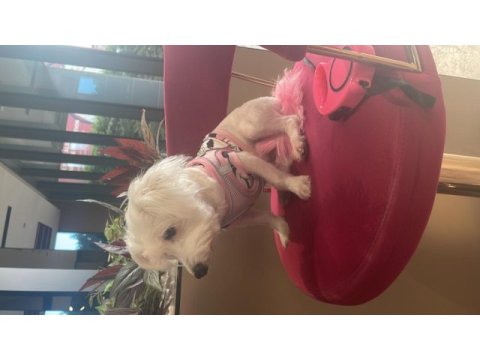 White terrier dişi 1 yaşında
