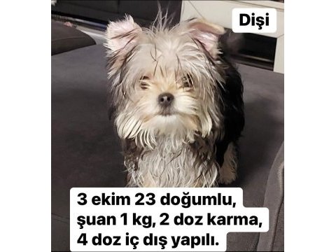 Kilo garantili yorkshire terrier yavrular