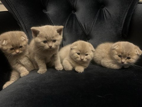 55 günlük scottish fold yavrularımız