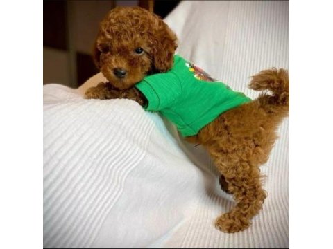 Orjinal ev üretimi toy poodle wc eğitimli