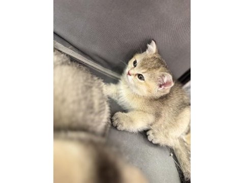 Golden renkte british shorthair 2 aylık bebekler